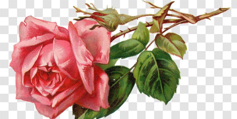 Rose Flower Floral Design Watercolor Painting - Art - Retro Transparent PNG