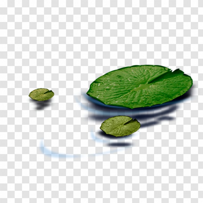 Pygmy Water-lily Leaf Nelumbo Nucifera - Resource - Lotus Transparent PNG