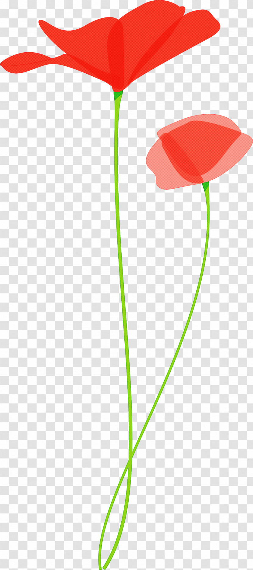 Poppy Flower Transparent PNG