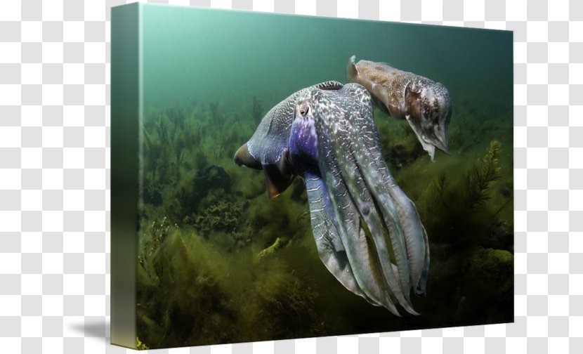 Wildlife Fauna - Cuttlefish Transparent PNG