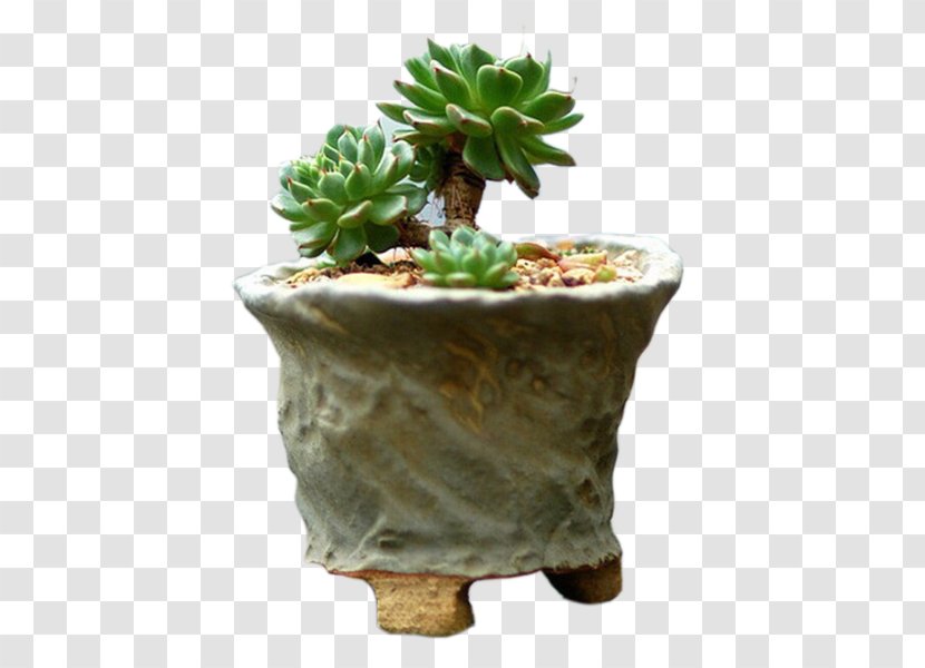 Succulent Plant Flowerpot Jade Cactaceae Bonsai - Cactus - Classical Transparent PNG