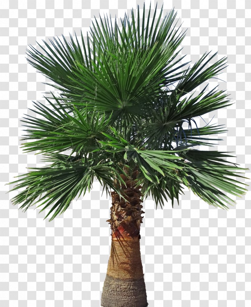 Asian Palmyra Palm Arecaceae Brazil Ficus Microcarpa Tree - Plumeria Alba Transparent PNG
