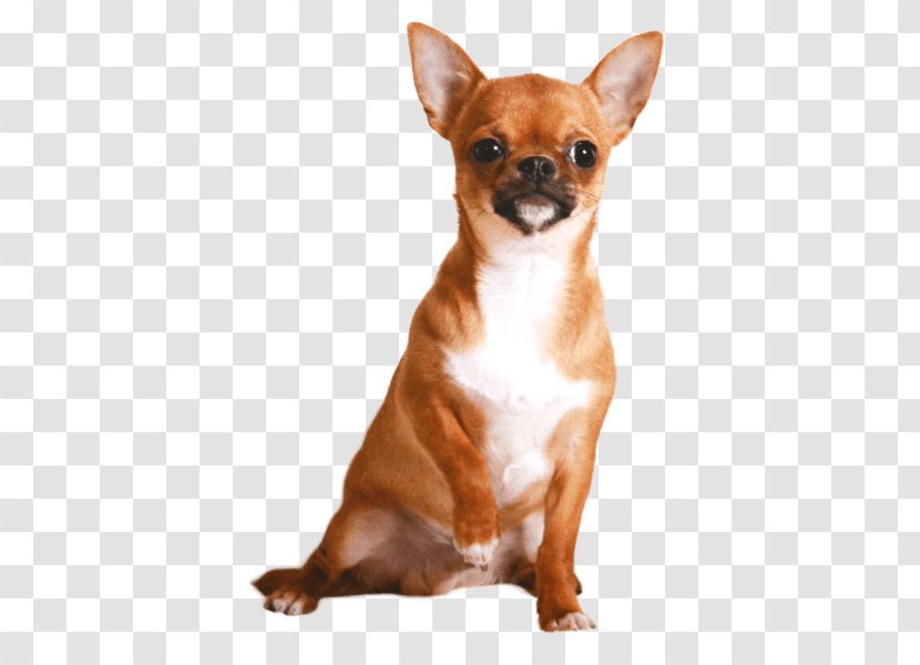 Chihuahua Russkiy Toy Puppy Dog Breed Companion - Eukanuba Transparent PNG