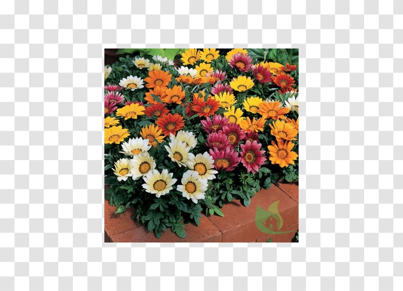 Gazania Rigens Flower Seed Annual Plant Common Daisy Transparent PNG