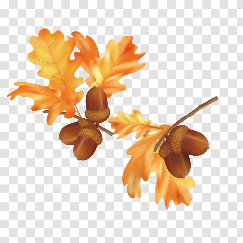 Autumn Leaf Color Euclidean Vector - Flower - Fall Leaves Pictures Transparent PNG