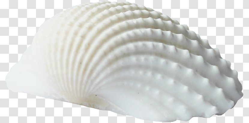 Cockle Photography Clip Art Picture Frames - Seafood - Seashell Product Design Transparent PNG
