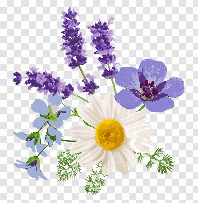 English Lavender Floral Design Chamomile French Flower Transparent PNG