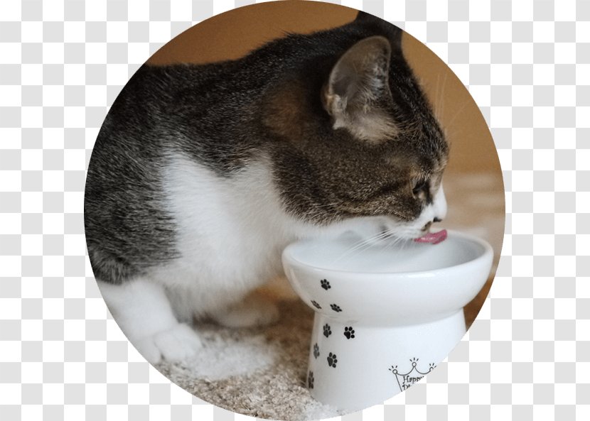 Cat Food Dog Bowl Kitten Transparent PNG