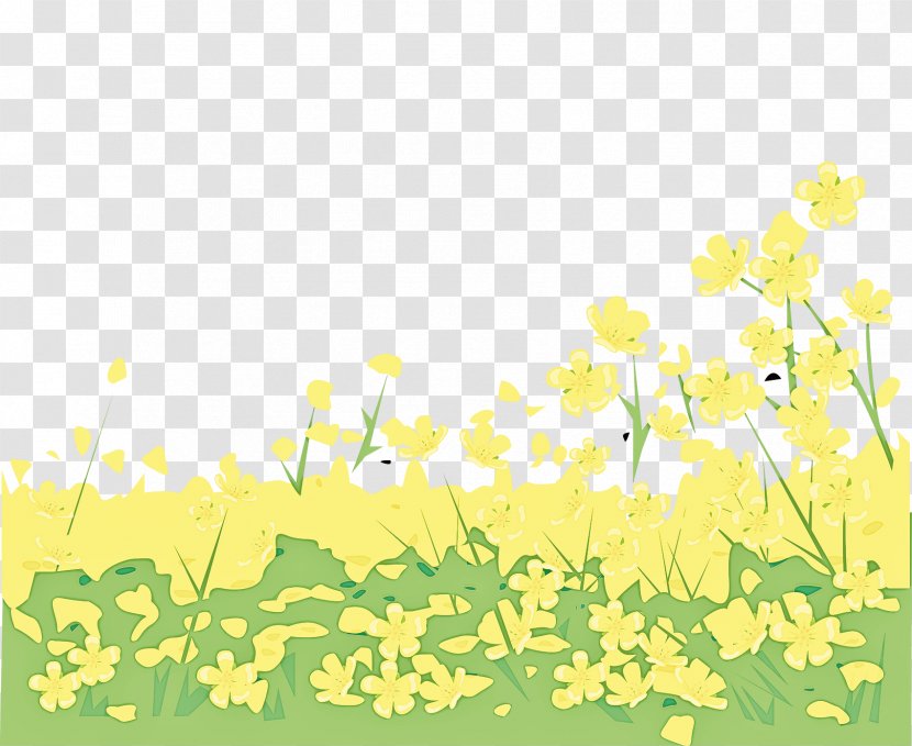 Yellow Plant Flower Spring Wildflower - Branch - Stem Canola Transparent PNG