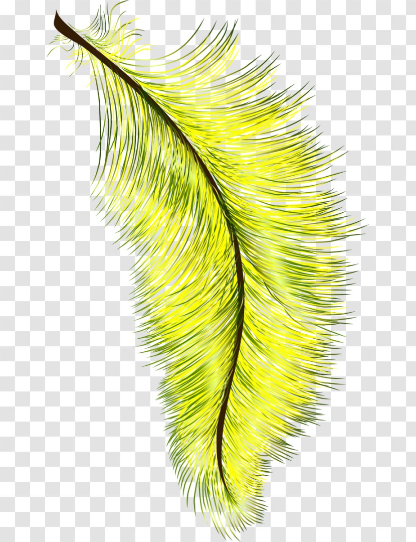 Feather Bird Eyelash Drawing Yellow Transparent PNG