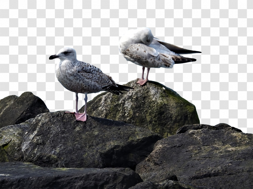 Gull Beak Transparent PNG