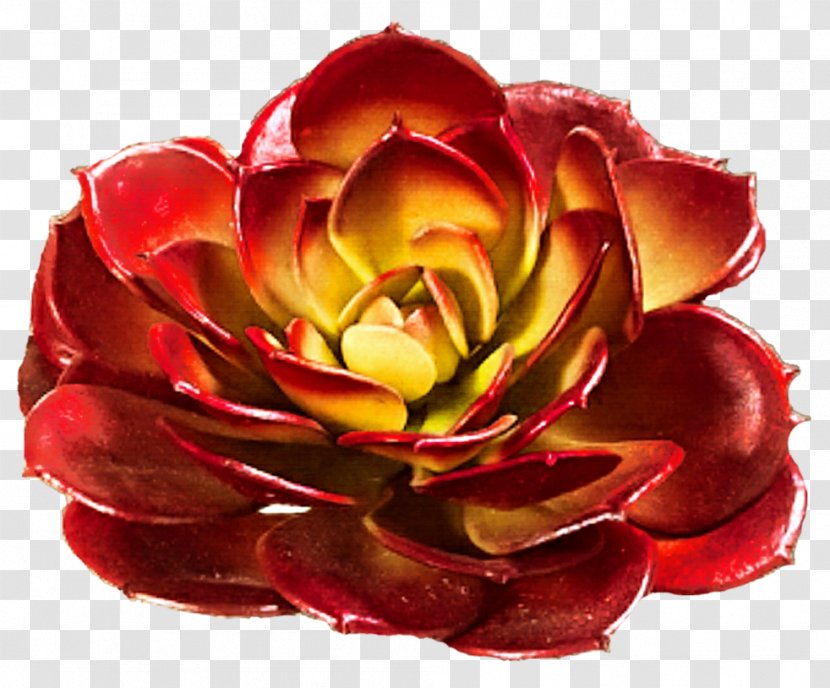 Garden Roses Succulent Plant Cut Flowers - Deviantart Transparent PNG