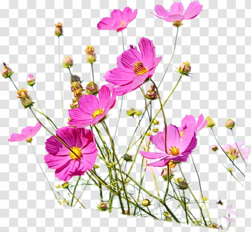 Flower Flowering Plant Cut Flowers Garden Cosmos - Daisy Family Transparent PNG