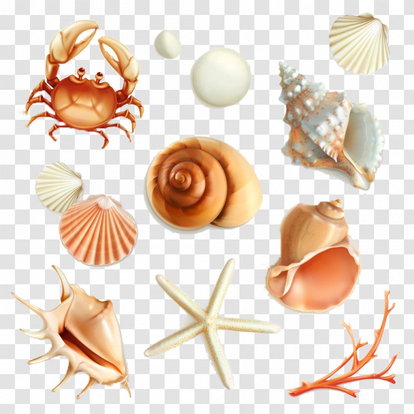 Mollusc Shell Royalty-free Seashell Illustration - Praline - 3D Cartoon Sea Cargo Transparent PNG