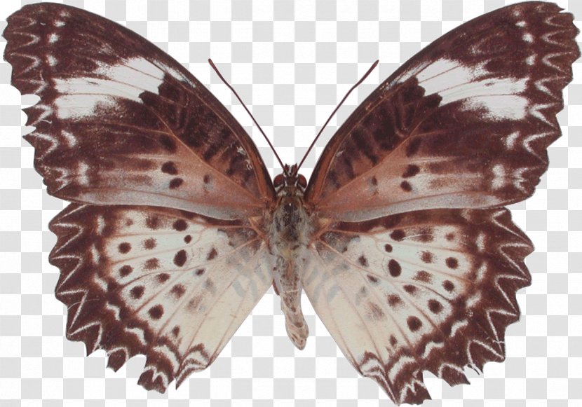 Brush-footed Butterflies Butterfly Moth Gossamer-winged Cethosia Cyane - Wing Transparent PNG