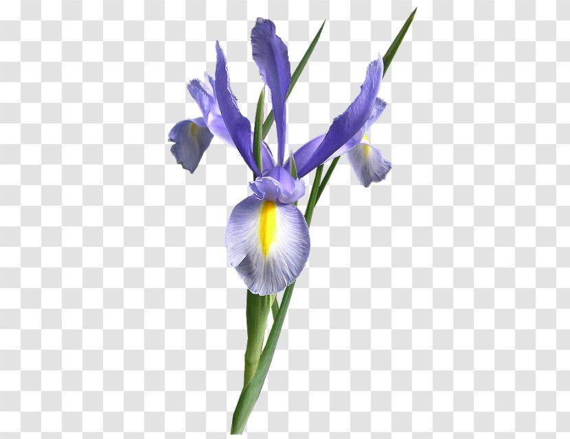 Orris Root Northern Blue Flag Iris Flower Purple - Bud Transparent PNG