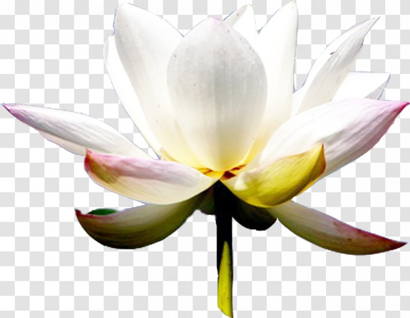 Light White - Color - Lotus Leaf Transparent PNG
