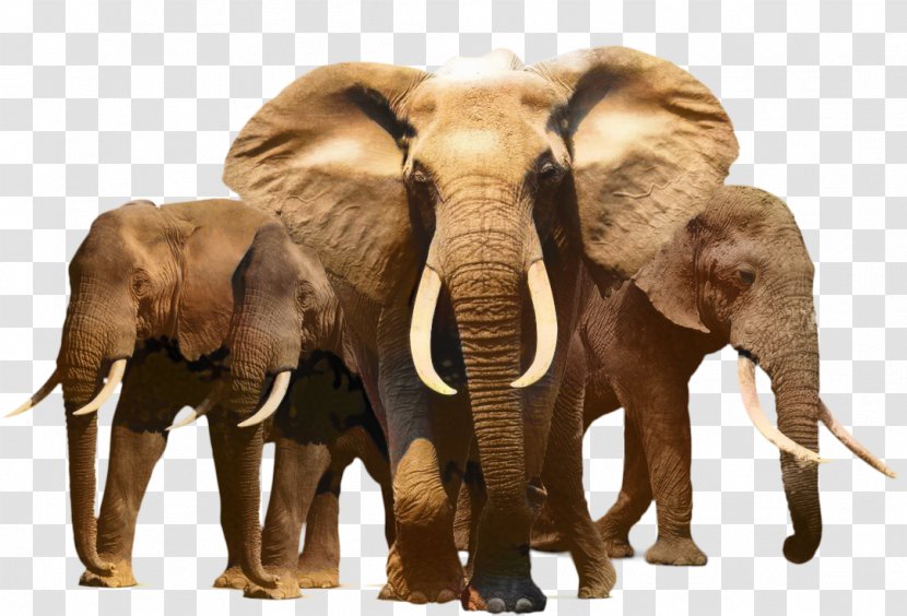 African Bush Elephant Image Transparency - Terrestrial Animal Transparent PNG