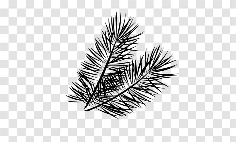 Black & White - Plant - M Pine Family Line Leaf Transparent PNG
