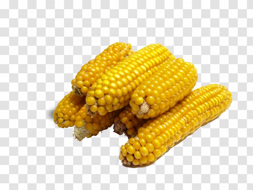 Corn On The Cob Maize Genetic Engineering Genetically Modified Food Caryopsis - Sweet - Material Transparent PNG