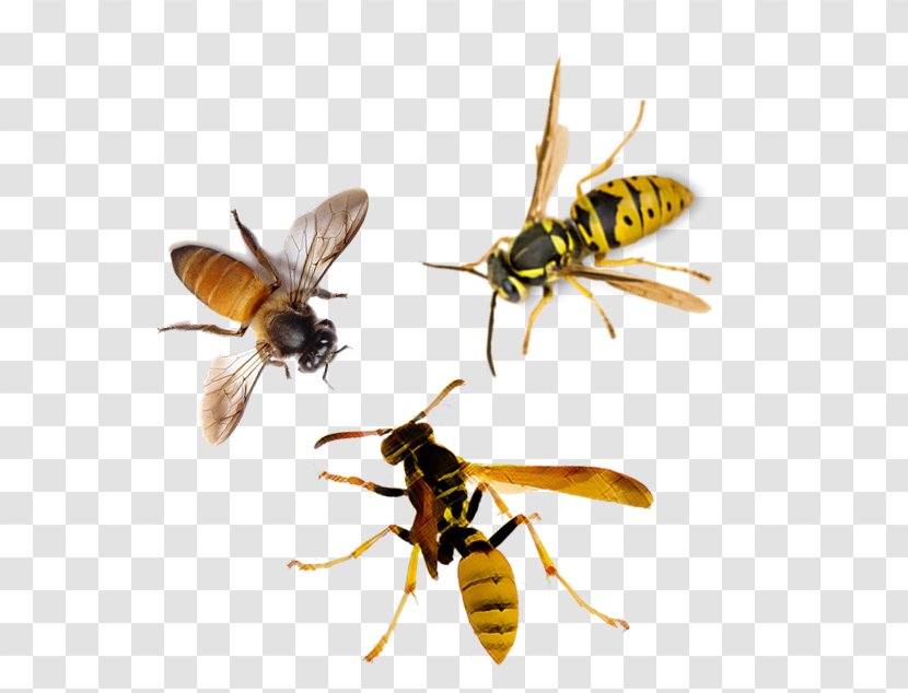 Honey Bee Hornet Insect Wasp - Trapping Transparent PNG