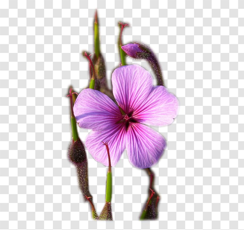 Purple Petal Transparent PNG