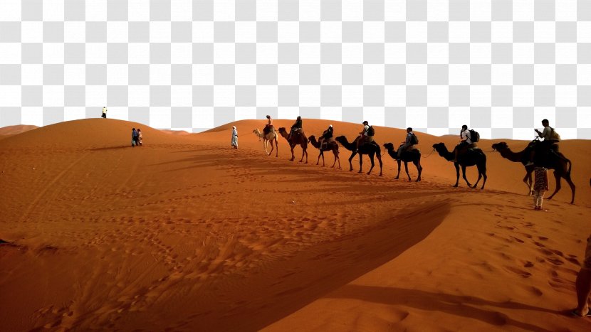 Camel Train Desktop Wallpaper Caravan Desert Image - Bactrian Transparent PNG