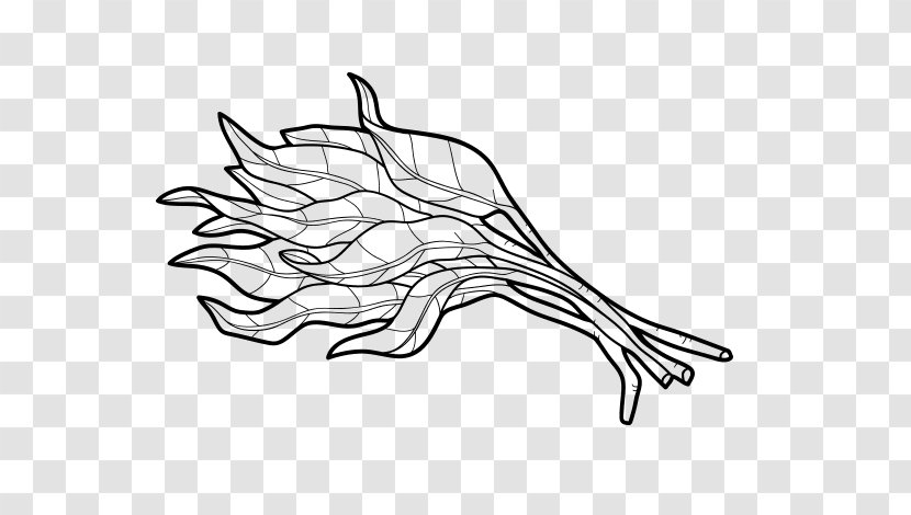 Drawing Water Spinach Sketch - Branch - Morning Glory Transparent PNG