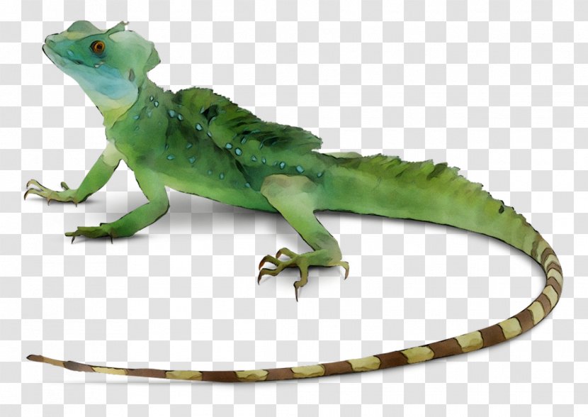 Common Iguanas Lizard Reptile Snakes Skink - Gecko - Scaled Transparent PNG