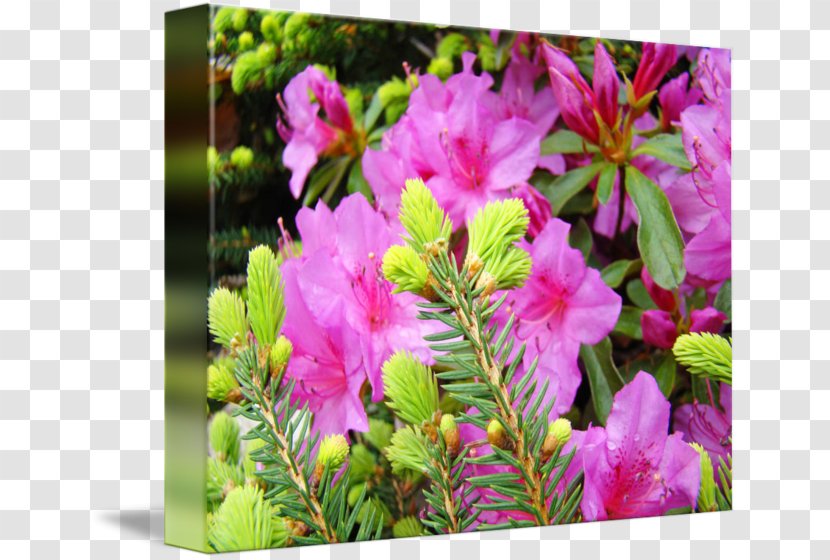 Azalea Pink M Annual Plant - Arborvitae Transparent PNG