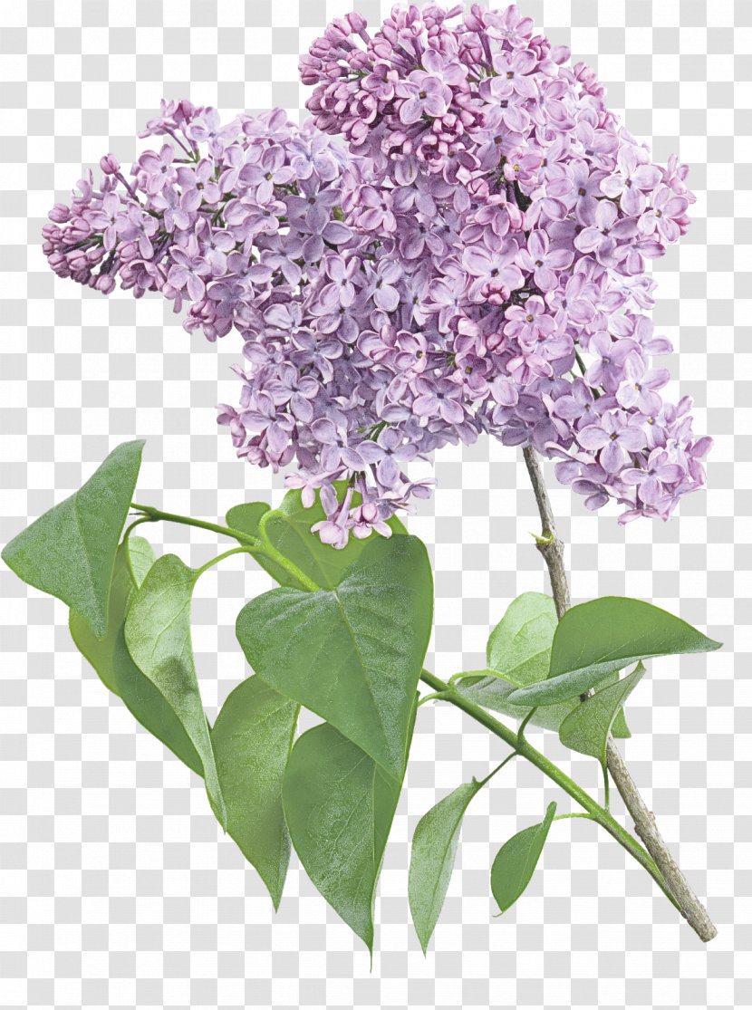 Flower Flowering Plant Lilac - Hydrangea Cut Flowers Transparent PNG