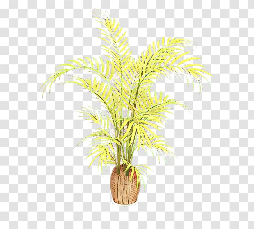 Date Palm Flowerpot Houseplant Oil Palms Trees - Plant Stem - Grass Transparent PNG