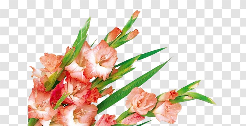 Clip Art - Photo Albums - Flower Transparent PNG