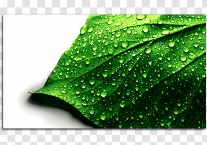 Desktop Wallpaper Image Photograph 4K Resolution High-definition Television - Drop - Green Leaves Transparent PNG