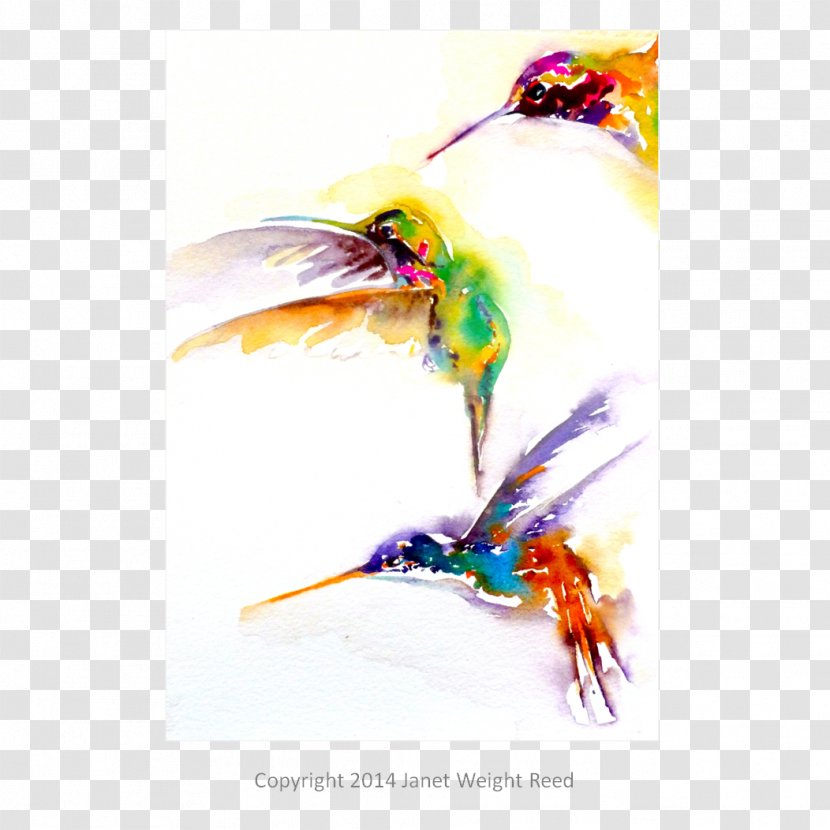 Hummingbird Weight Watercolor Painting Beak Transparent PNG