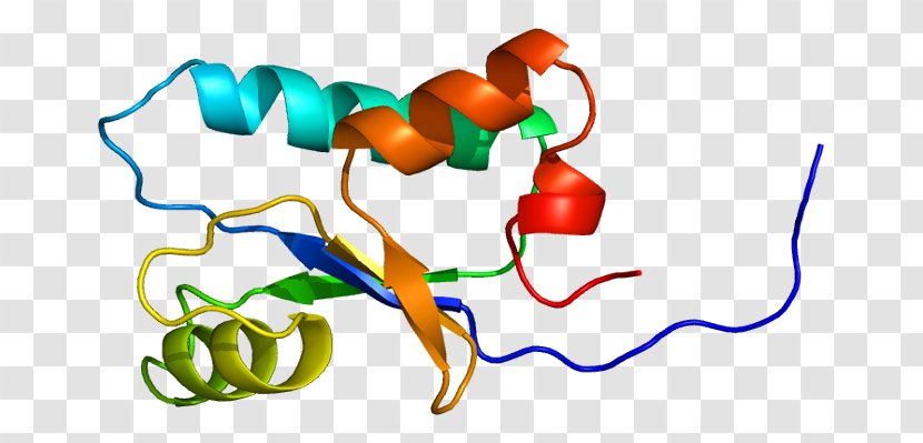 GeneCards Protein SH3 Domain Human Genome - Heart - Ensembl Transparent PNG