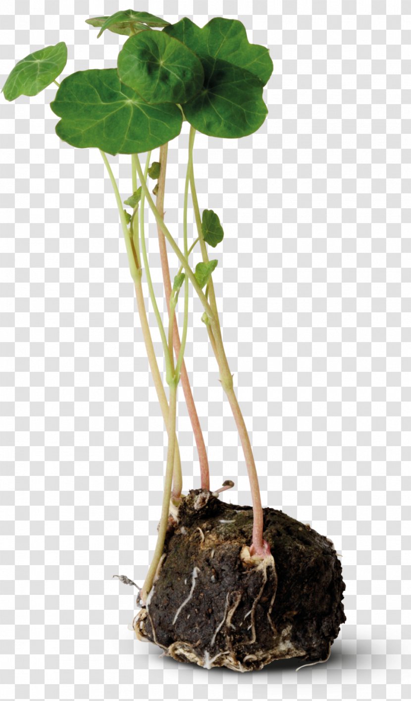 Moss Tropaeolum Majus Plant Stem Root Bedding Transparent PNG