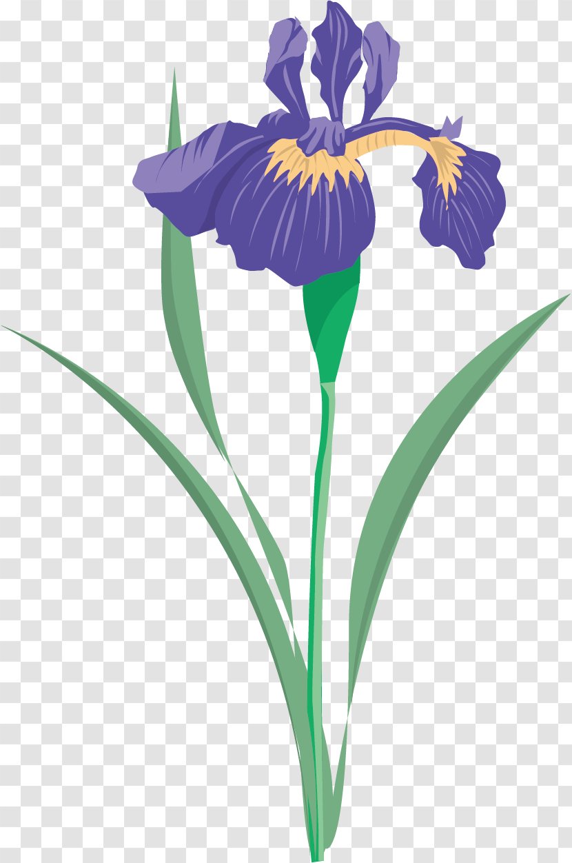 Iris Versicolor Flower Data Set Clip Art - Flora - Floral Pattern Material Picture Transparent PNG