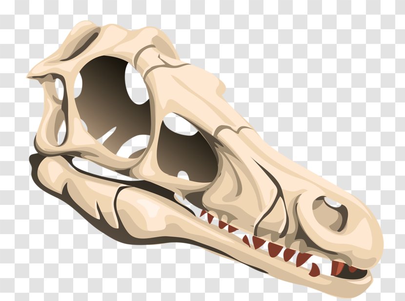 Triceratops Skull Euclidean Vector - Bone - Animal Transparent PNG