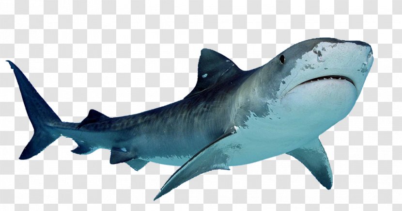 Hungry Shark Evolution Clip Art Great White Hammerhead - Organism Transparent PNG