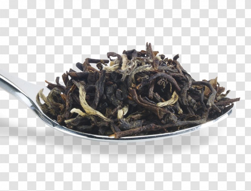 Dianhong Nilgiri Tea White Oolong - Plant Transparent PNG