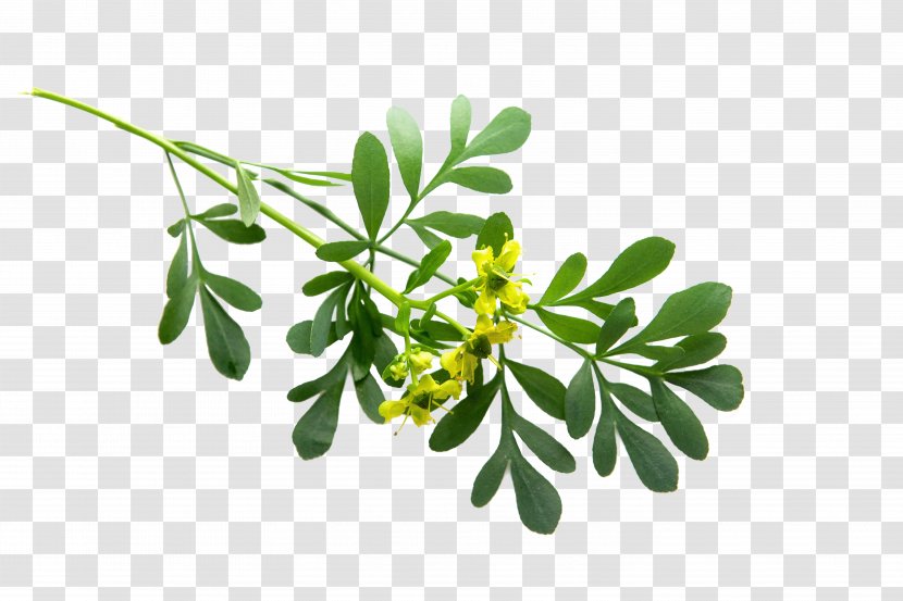 Medicinal Plants Rue Leaf Branch - Symbol - Plant Transparent PNG