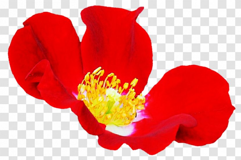 Rose Red Osier Dogwood DeviantArt Green - Tulip Transparent PNG