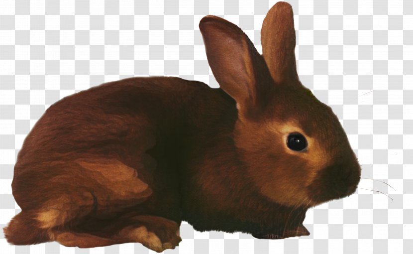 Clip Art European Rabbit Transparency - Animal Figure - Leporids Transparent PNG