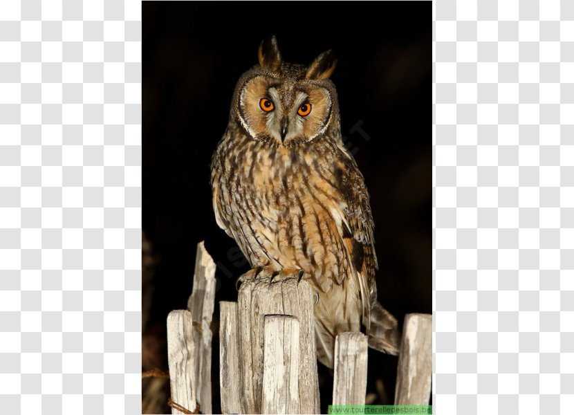 Long-eared Owl Bird Tawny Eurasian Eagle-owl - Longeared Transparent PNG