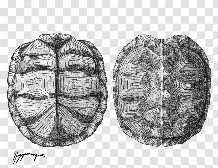 Turtle Shell Drawing Eastern Box - Heart Transparent PNG