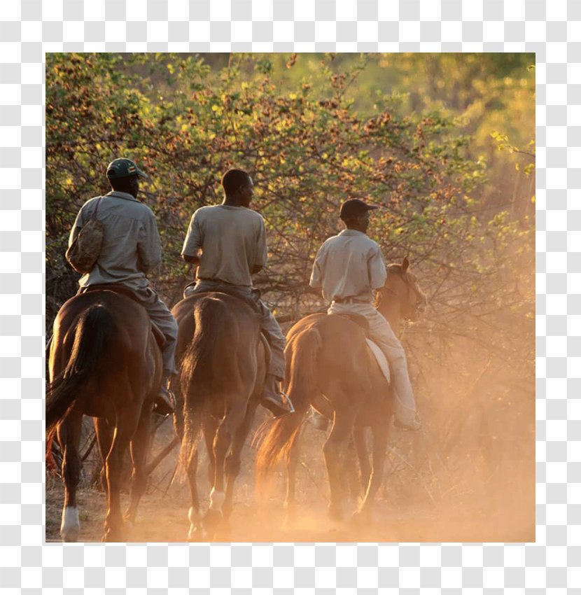 Stallion Mustang Mare Ranch Ecoregion - Gaucho Transparent PNG