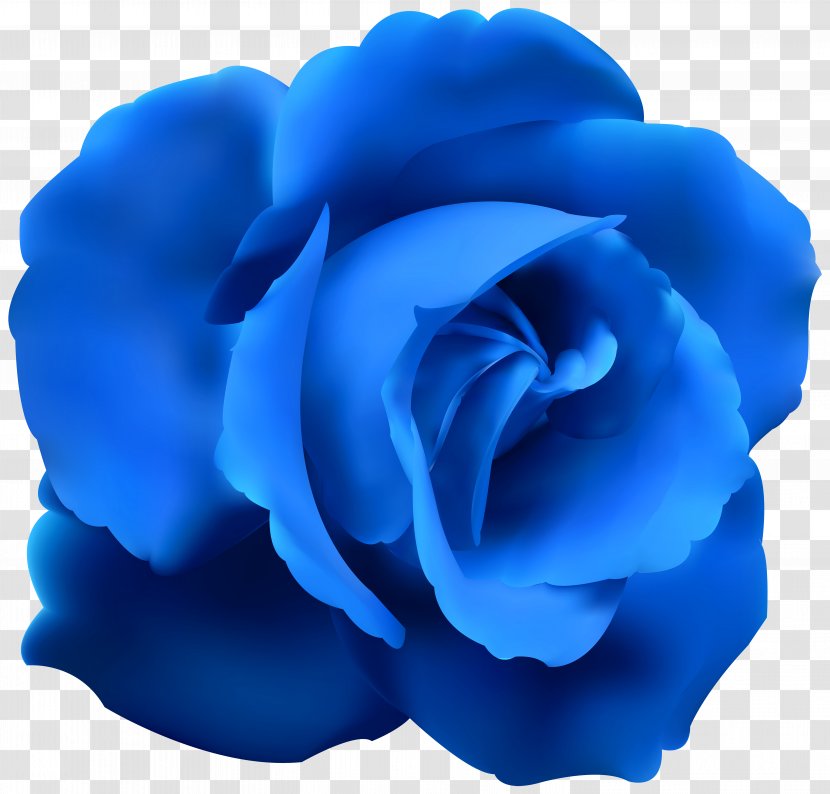 Blue Rose Flower Clip Art - Flowering Plant - Cliparts Transparent PNG