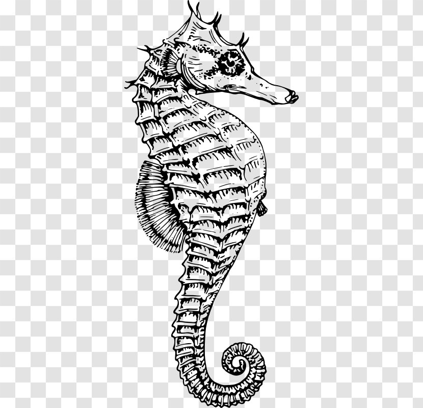 White's Seahorse Drawing Dwarf Clip Art - Watercolor - Silhouette Transparent PNG