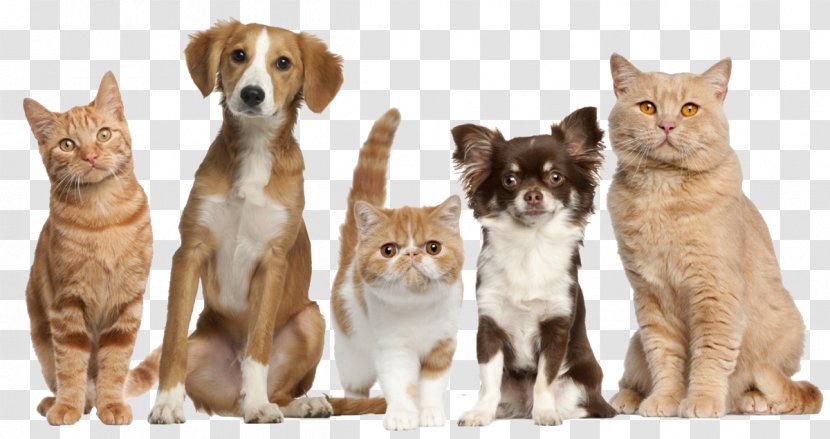 Cat Food Dog Pet Driggs Veterinary Clinic - Dogs Cats Transparent PNG